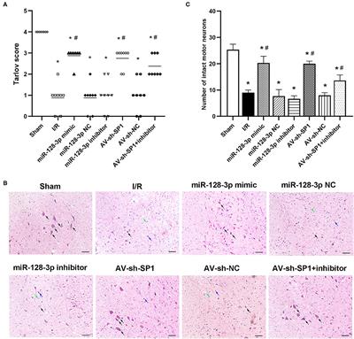 Corrigendum: MiR-128-3p Alleviates Spinal Cord Ischemia/Reperfusion Injury Associated Neuroinflammation and Cellular Apoptosis via SP1 Suppression in Rat